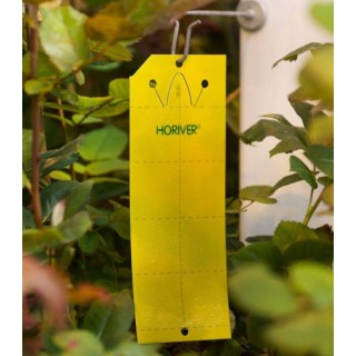 Horiver galben, 10 buc