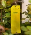 Horiver galben, 10 buc