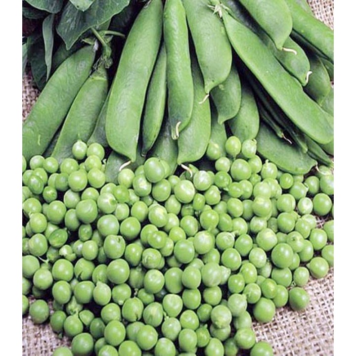 Seminte de mazare Kelvedon Wonder, 250 grame