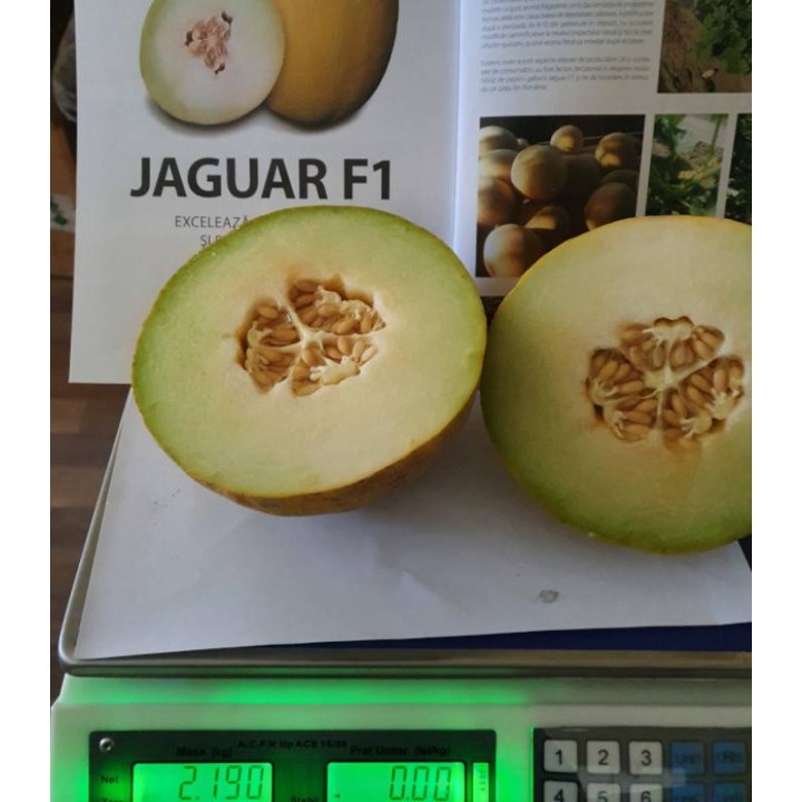 Seminte de pepene galben Jaguar F1 (100 sem)