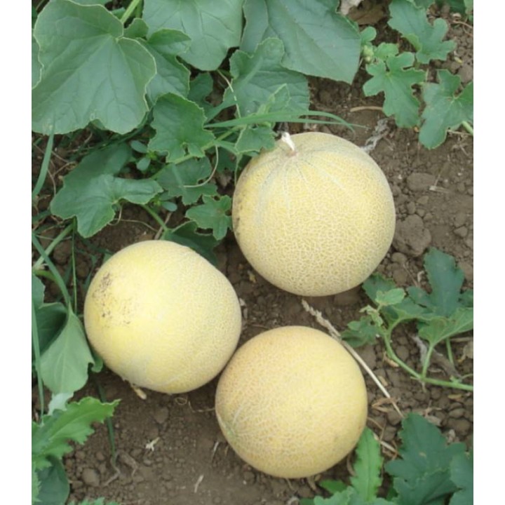 Seminte de pepene galben Milica F1 (ZKI 1112 F1) 100 SEM