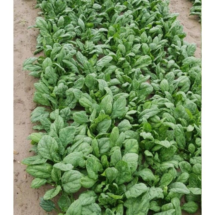 Spanac Robusto F1, 50.000 seminte