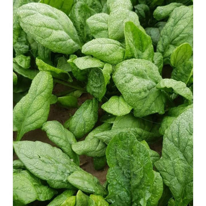 Robusto F1, 50.000 seminte