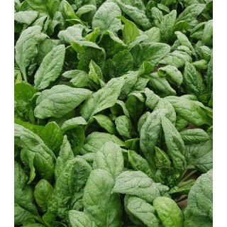 Robusto F1, 50.000 seminte