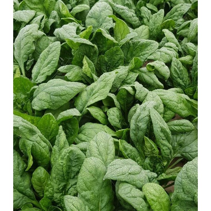 Robusto F1, 50.000 seminte