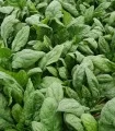 Robusto F1, 50.000 seminte