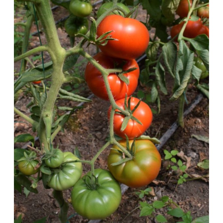 seminte de tomate Delizia F1