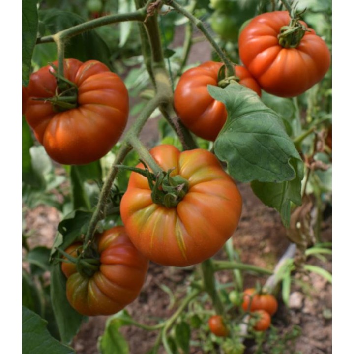 seminte de tomate Delizia F1