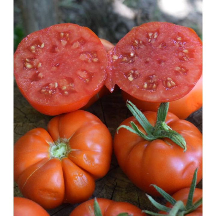 seminte de tomate Delizia F1