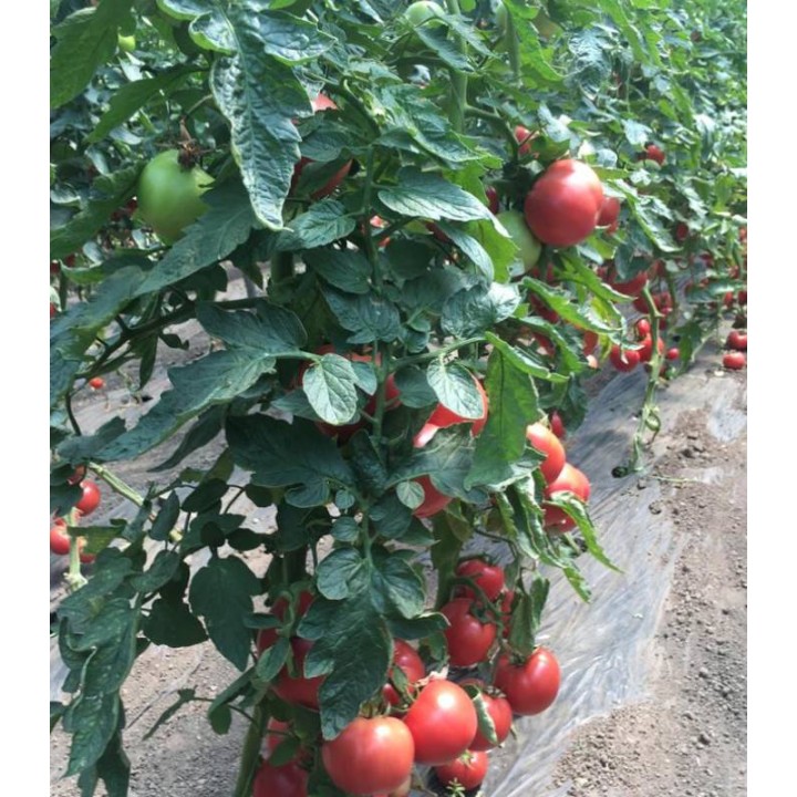 Tomate roz Mei Shuai F1