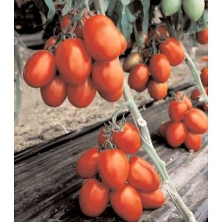 Seminte de tomate nedeterminate Charanda F1