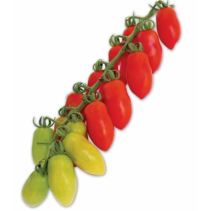 PO 9135 F1 (Marzanino F1), diverse ambalari