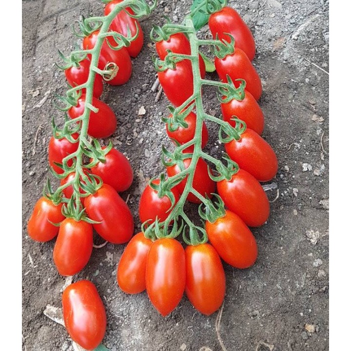 PO 9135 F1 (Marzanino F1), diverse ambalari