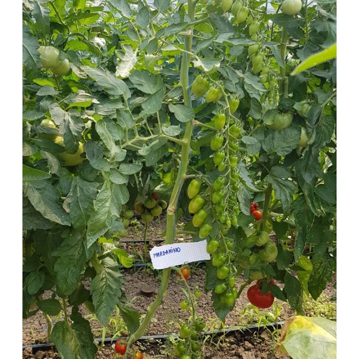 PO 9135 F1 (Marzanino F1), solar Zamfira, Prahova