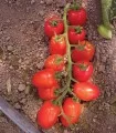 PO9152 F1 (Datterino), diverse ambalari