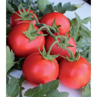 Seminte de tomate Monteforte F1