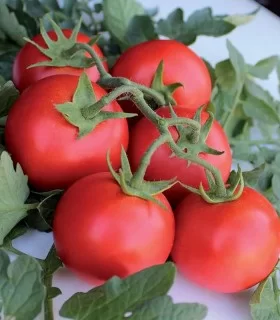 Seminte de tomate Monteforte F1