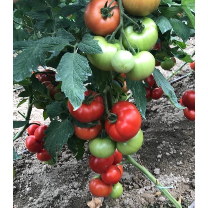 Seminte tomate Yeti F1 (500 sem)