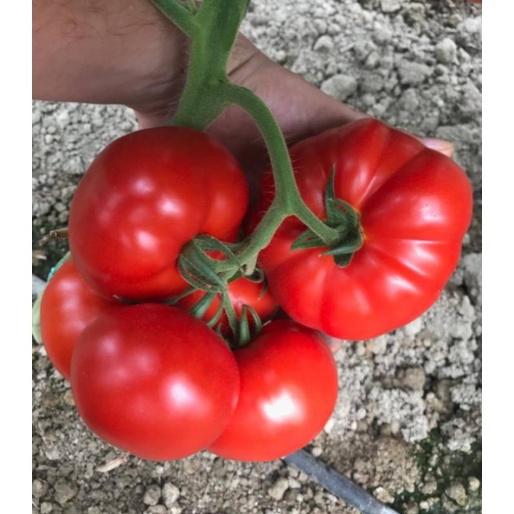 Seminte tomate Yeti F1 (500 sem)