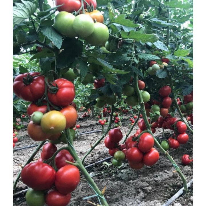 Seminte tomate Yeti F1 (500 sem)