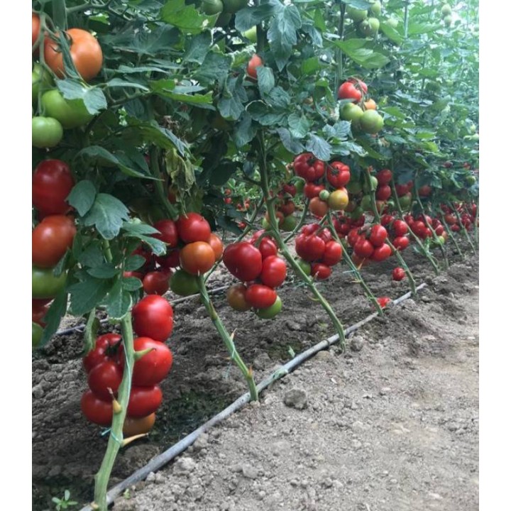 Seminte tomate Yeti F1 (500 sem)