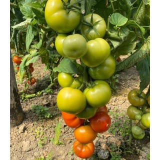 Seminte de Tomate Hayet F1 (500 sem)