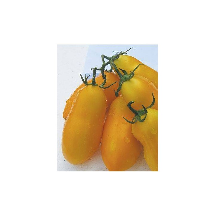 Seminte de Tomate Solania F1, 50 de seminte