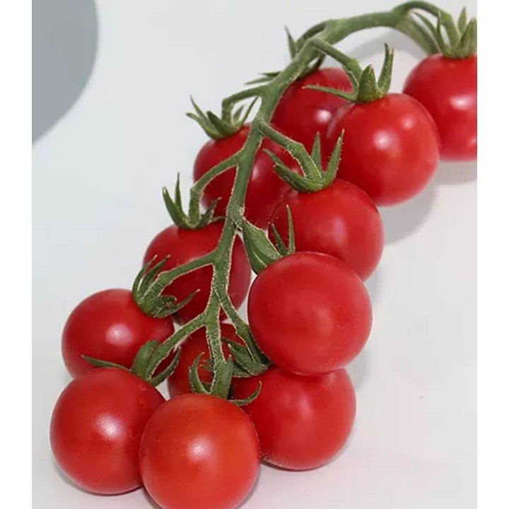 Seminte de Tomate Chicco Rosso F1, 50 seminte