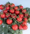 Seminte de Tomate Tombolino F1, 50 seminte