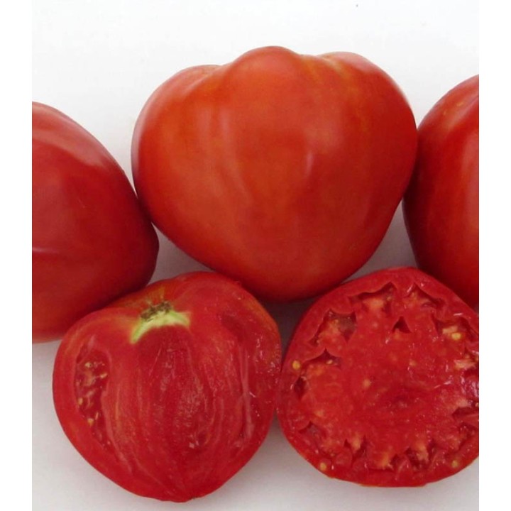 Seminte de tomate Inima stacojie, Aleno startse