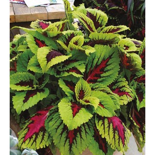 Seminte de Coleus Acrobaleno Mix, Micro