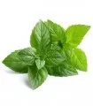 Menta Piperita, 10 grame
