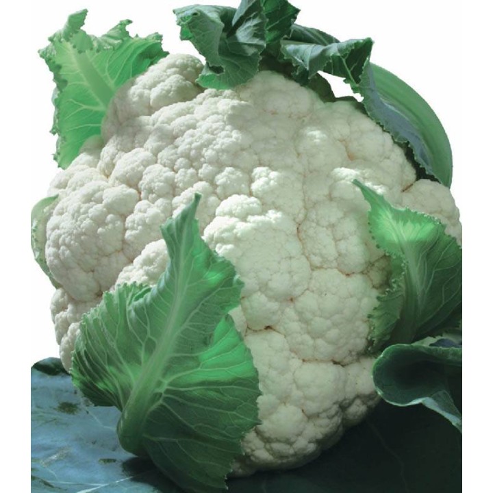White Pearl F1, seminte de conopdia