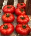 seminte de tomate Ozkan F1 (500 sem)