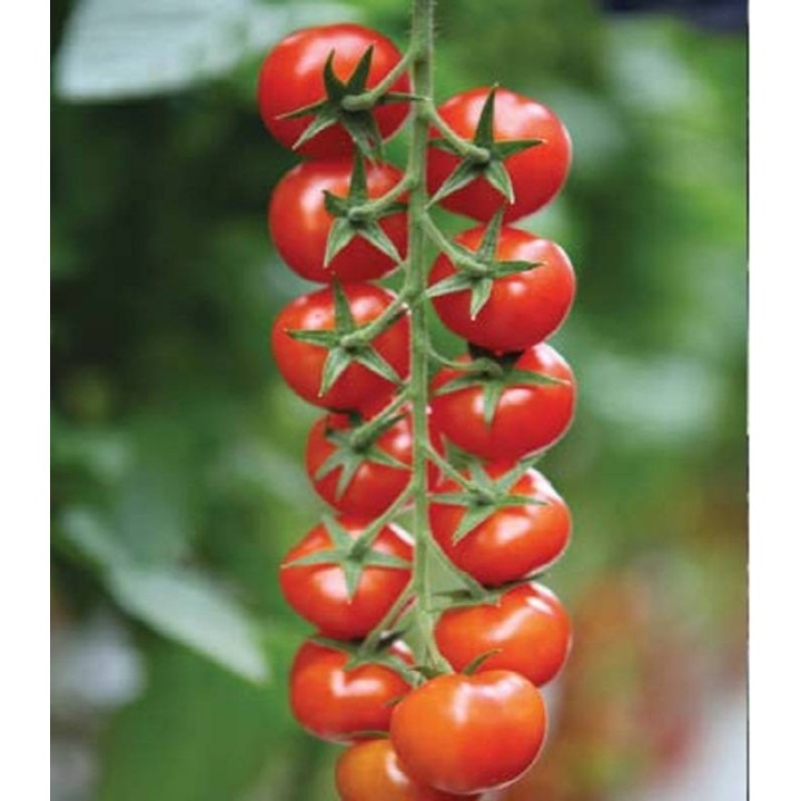 Seminte tomate tip Cherry Marghol F1 (200 sem)