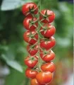Seminte tomate tip Cherry Marghol F1 (200 sem)