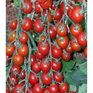 Seminte tomate cherry Yeniceri F1 (100 sem)