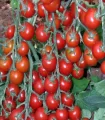Seminte tomate cherry Yeniceri F1 (100 sem)