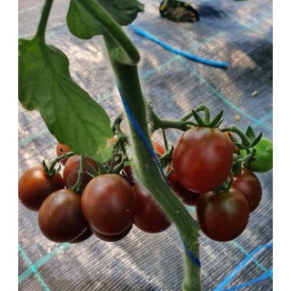 Tomate Brown Cherry F1 172-857, cultura in solar, jud. Prahova