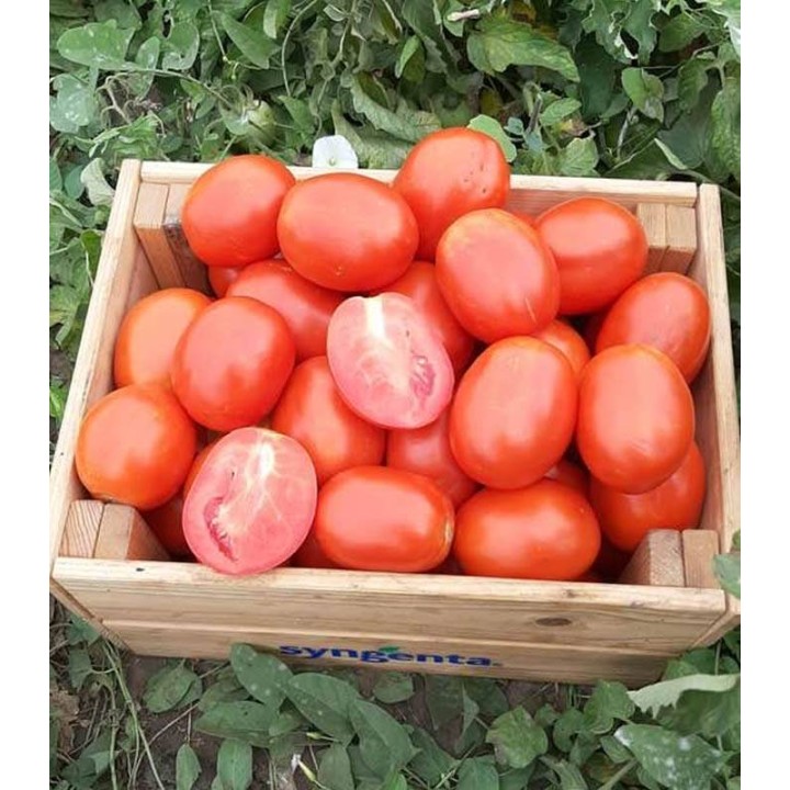 Seminte  tomate Brixtone F1 (2500 sem)