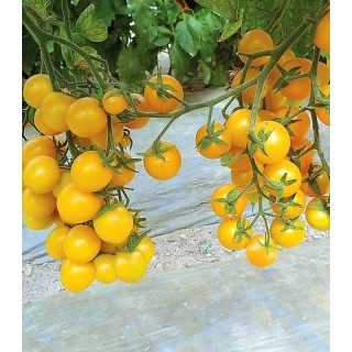 Seminte tomate Yolita F1 (500 sem)