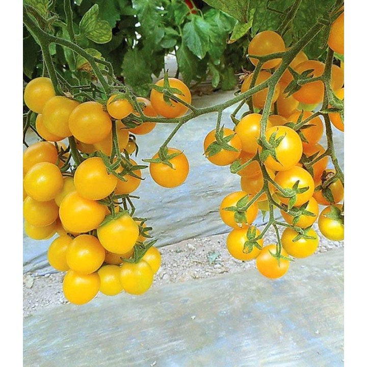 Seminte tomate Yolita F1 (500 sem)