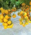 Seminte tomate Yolita F1 (500 sem)