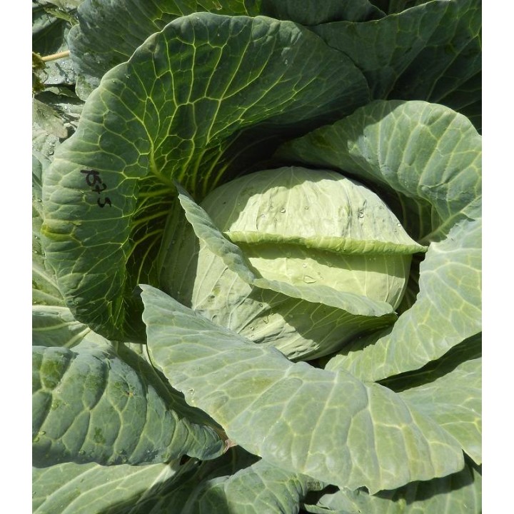 Semionte de varza Cataleya F1 (1000 sem)