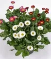 Bellis perennis Mars Mix, 1000 seminte