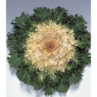 Brassica oleracea (varza ornamentala) Coral Prince F1, 1000 seminte