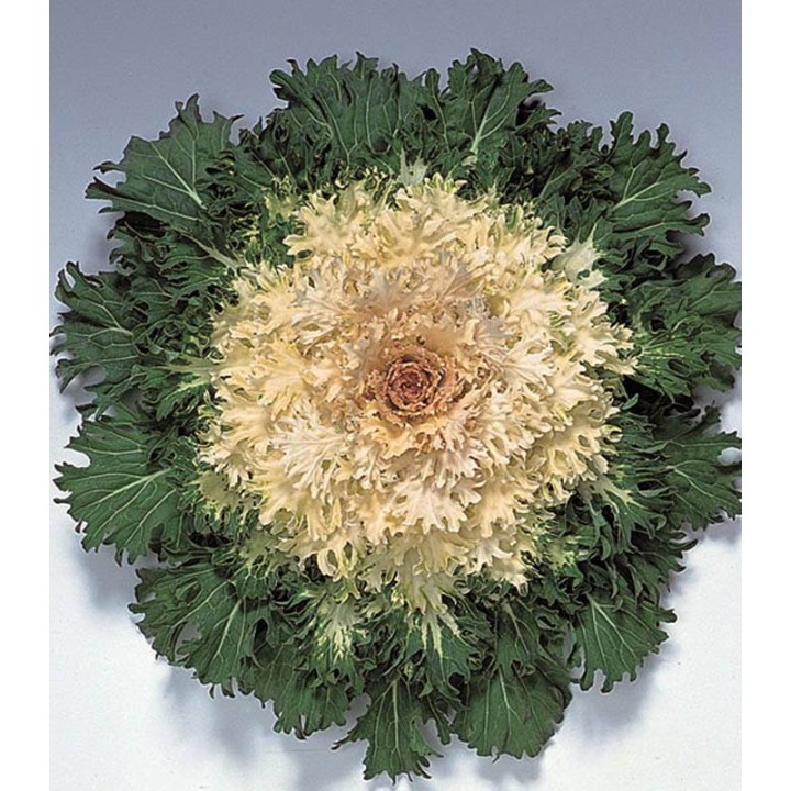 Brassica oleracea (varza ornamentala) Coral Prince F1, 1000 seminte