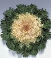 Brassica oleracea (varza ornamentala) Coral Prince F1, 1000 seminte