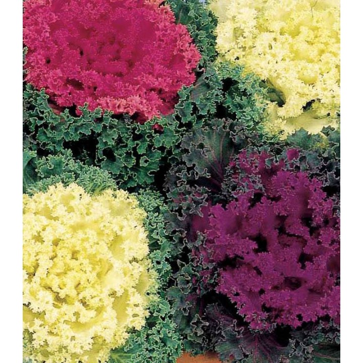 Brassica oleracea Nagoya Mix, 1000 seminte
