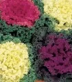 Brassica oleracea Nagoya Mix, 1000 seminte